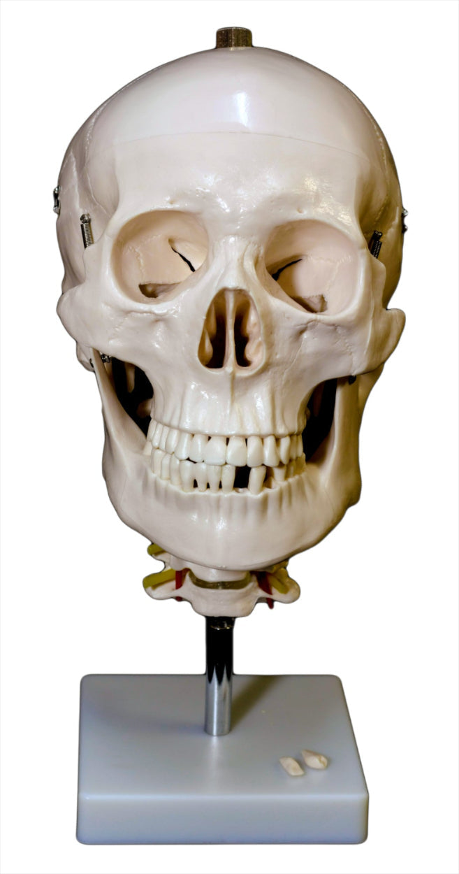 Human Skull Model with Cervical Spine for medical and anatomy education