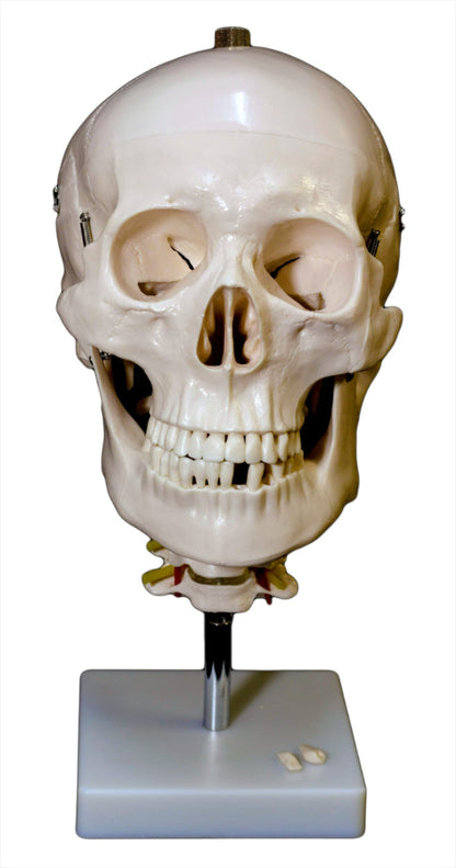 Human Skull Model with Cervical Spine for medical and anatomy education