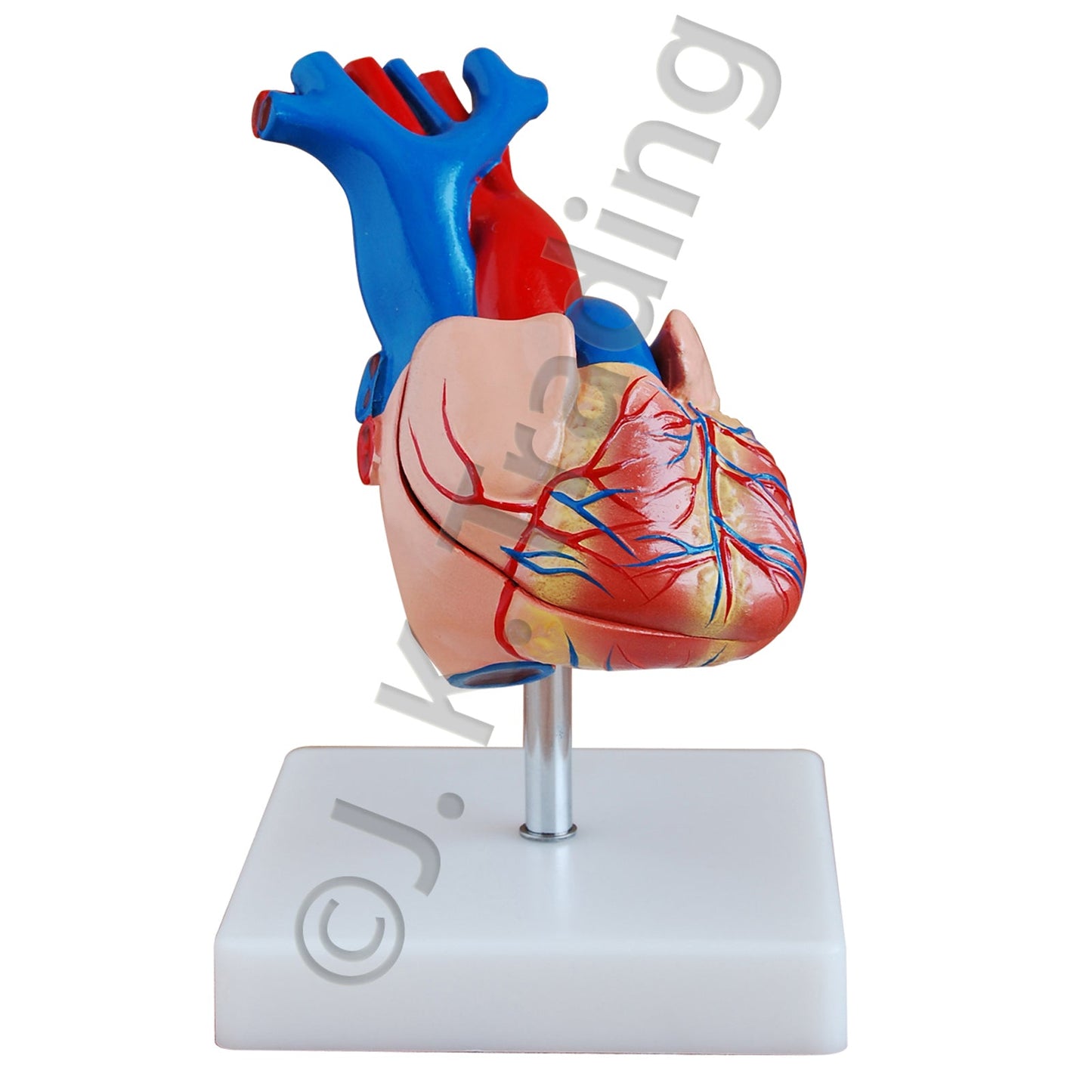 Human Heart Anatomy Model for medical and anatomy education