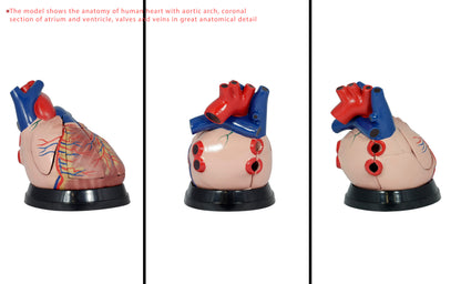 Mid-Size Human Heart Anatomy Model