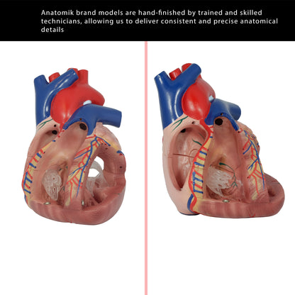Mid-Size Human Heart Anatomy Model