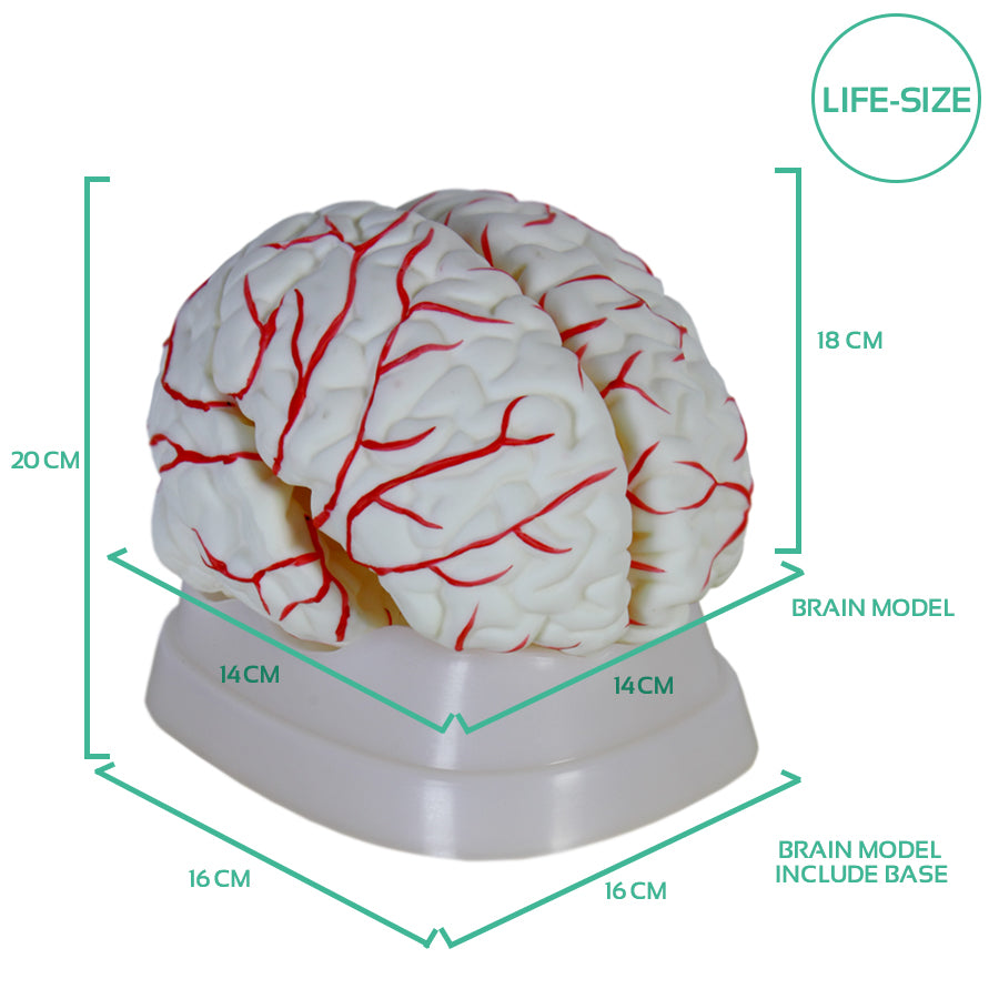 Human Brain Anatomy Model with Arteries