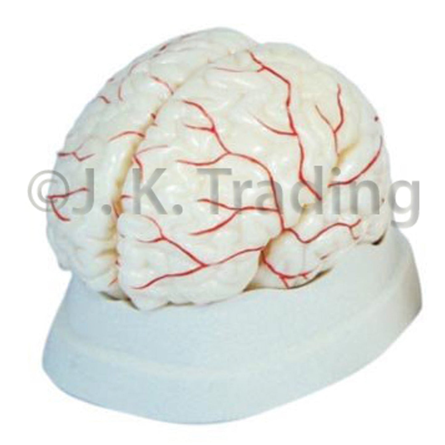 Human Brain Anatomy Model with Arteries for medical and anatomy education