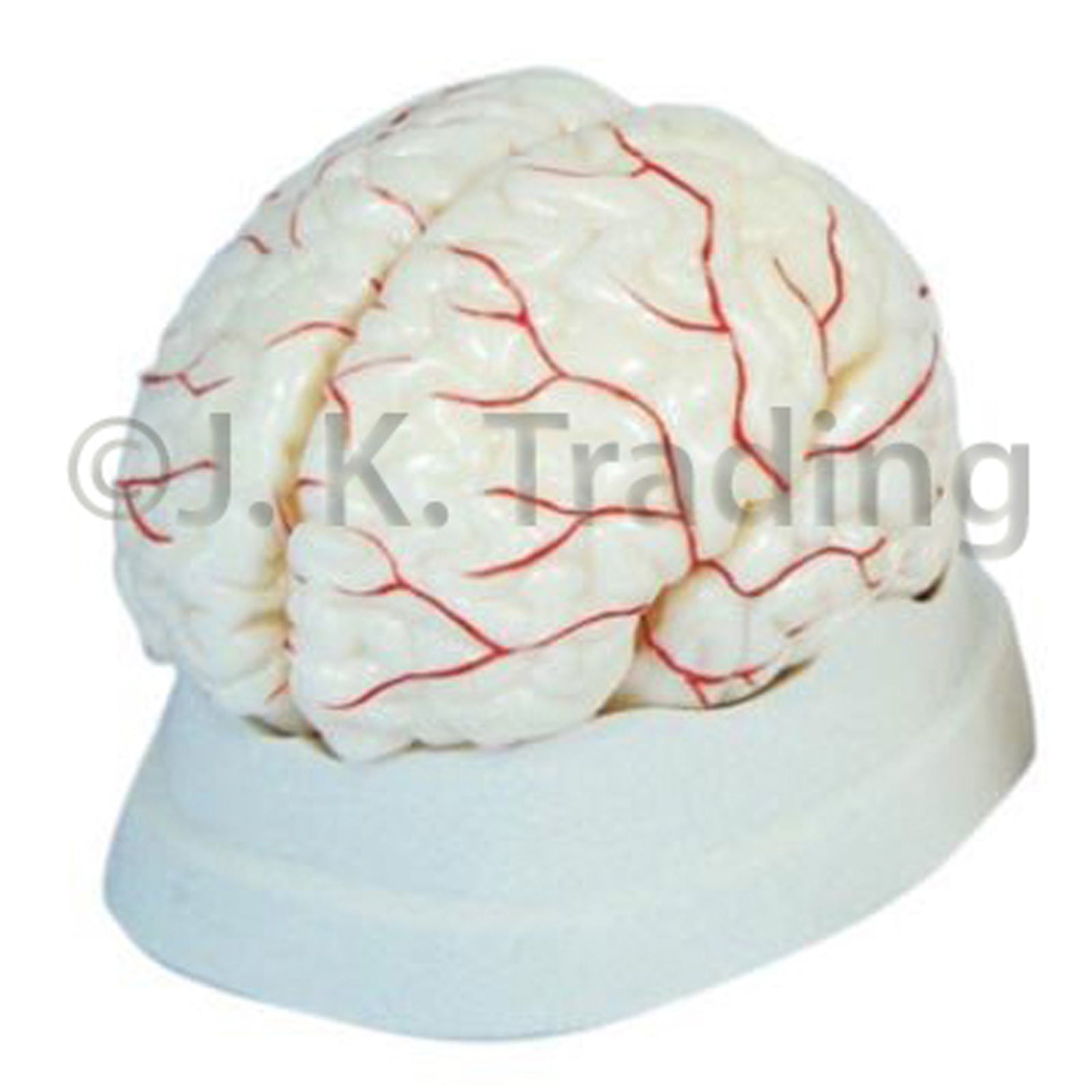 Human Brain Anatomy Model with Arteries for medical and anatomy education