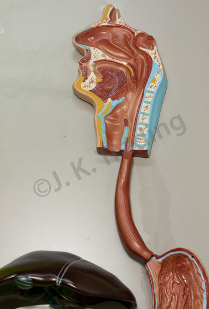 Human Digestive System Anatomy Model