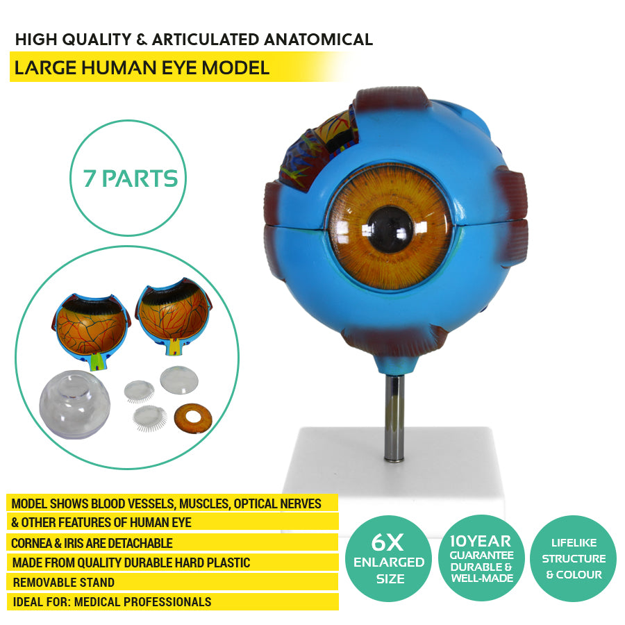Human Eye Anatomy Model – Magnified Teaching Aid