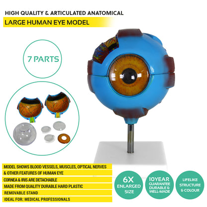 Human Eye Anatomy Model – Magnified Teaching Aid