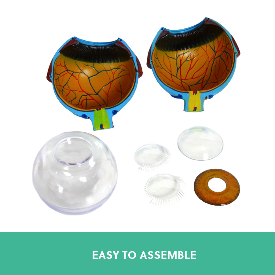 Human Eye Anatomy Model – Magnified Teaching Aid