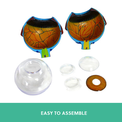 Human Eye Anatomy Model – Magnified Teaching Aid