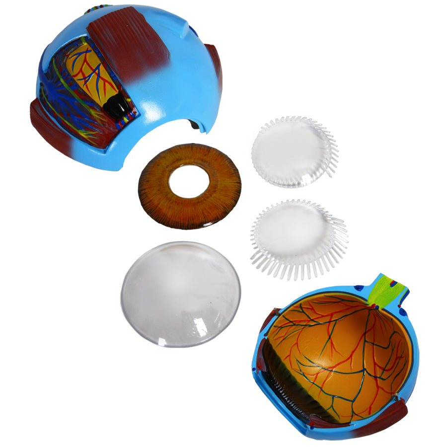 Human Eye Anatomy Model – Magnified Teaching Aid