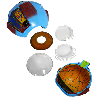 Human Eye Anatomy Model – Magnified Teaching Aid