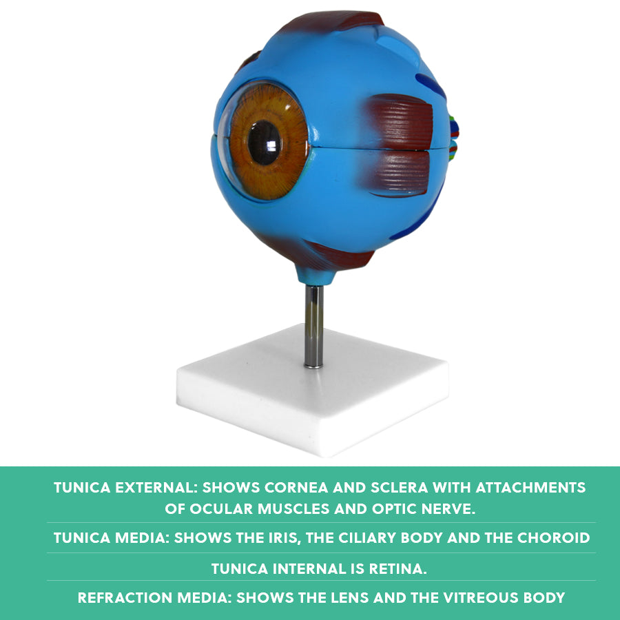 Human Eye Anatomy Model – Magnified Teaching Aid