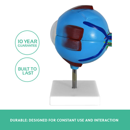 Human Eye Anatomy Model – Magnified Teaching Aid