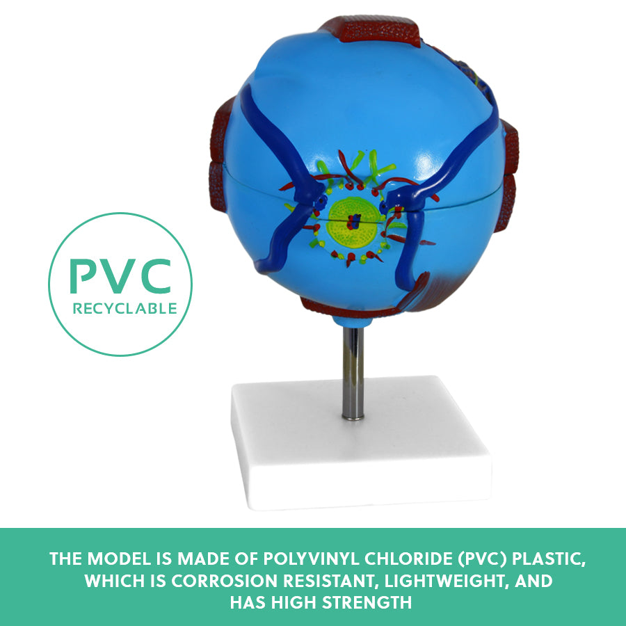 Human Eye Anatomy Model – Magnified Teaching Aid