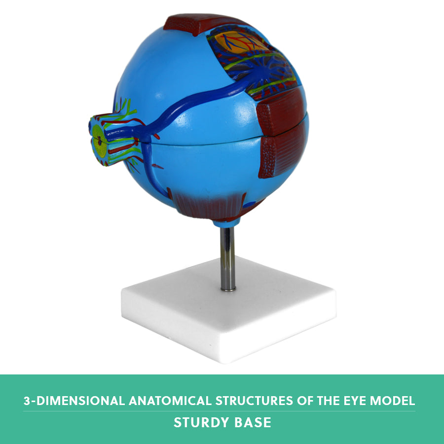 Human Eye Anatomy Model – Magnified Teaching Aid