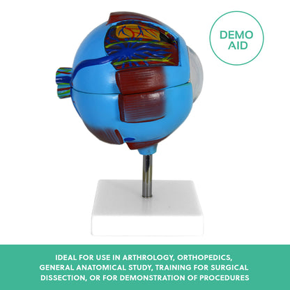 Human Eye Anatomy Model – Magnified Teaching Aid