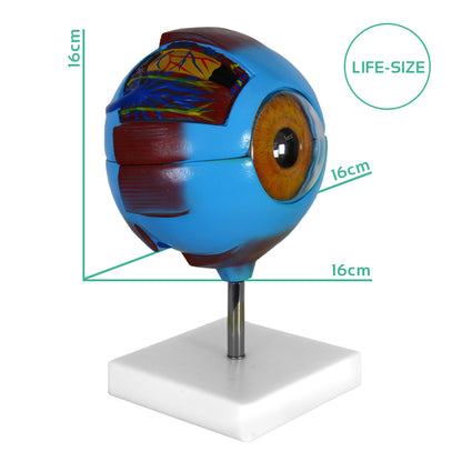 Human Eye Anatomy Model – Magnified Teaching Aid