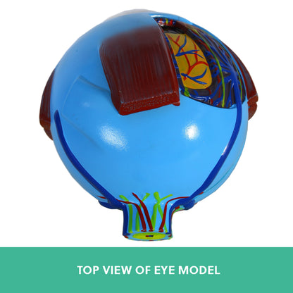 Human Eye Anatomy Model – Magnified Teaching Aid