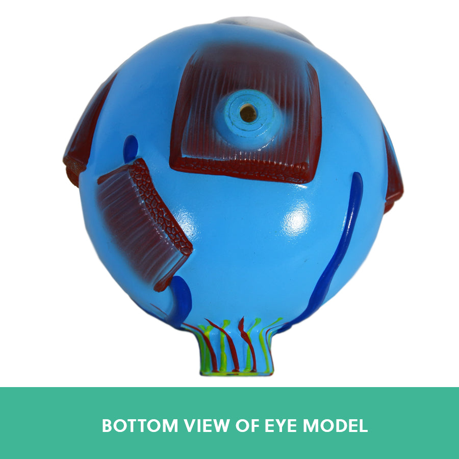 Human Eye Anatomy Model – Magnified Teaching Aid
