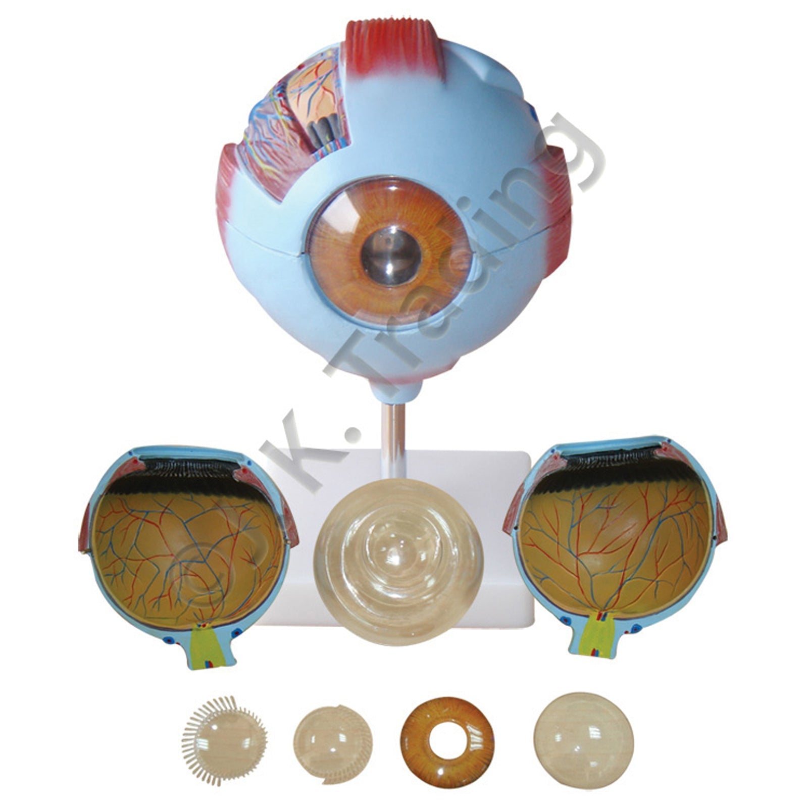 Human Eye Anatomy Model for medical and anatomy education