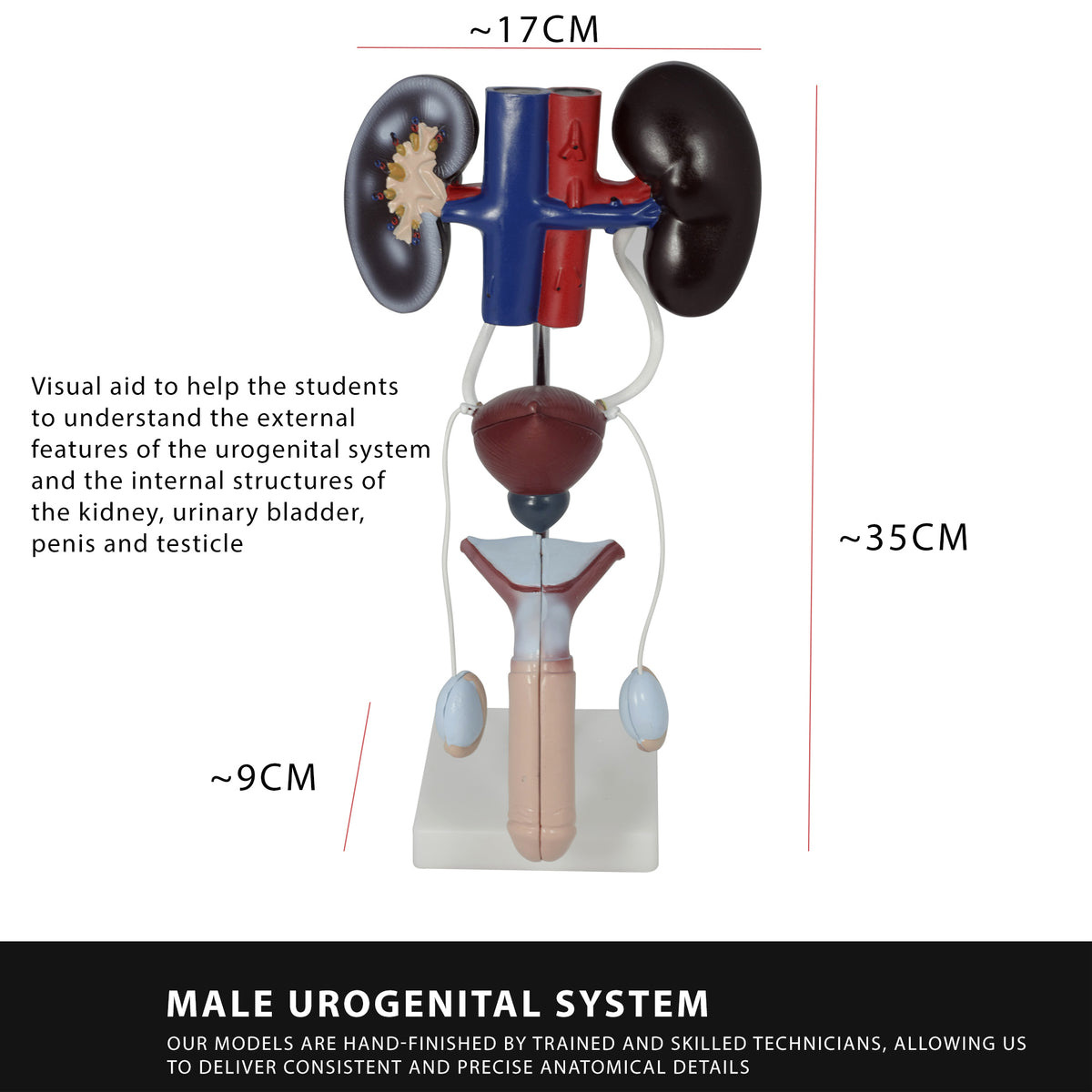 Male Urinary System Anatomy Model