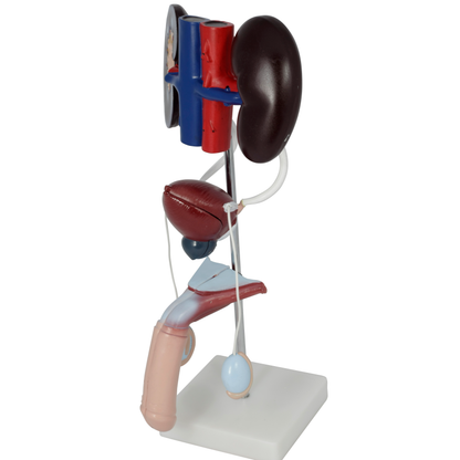 Male Urinary System Anatomy Model