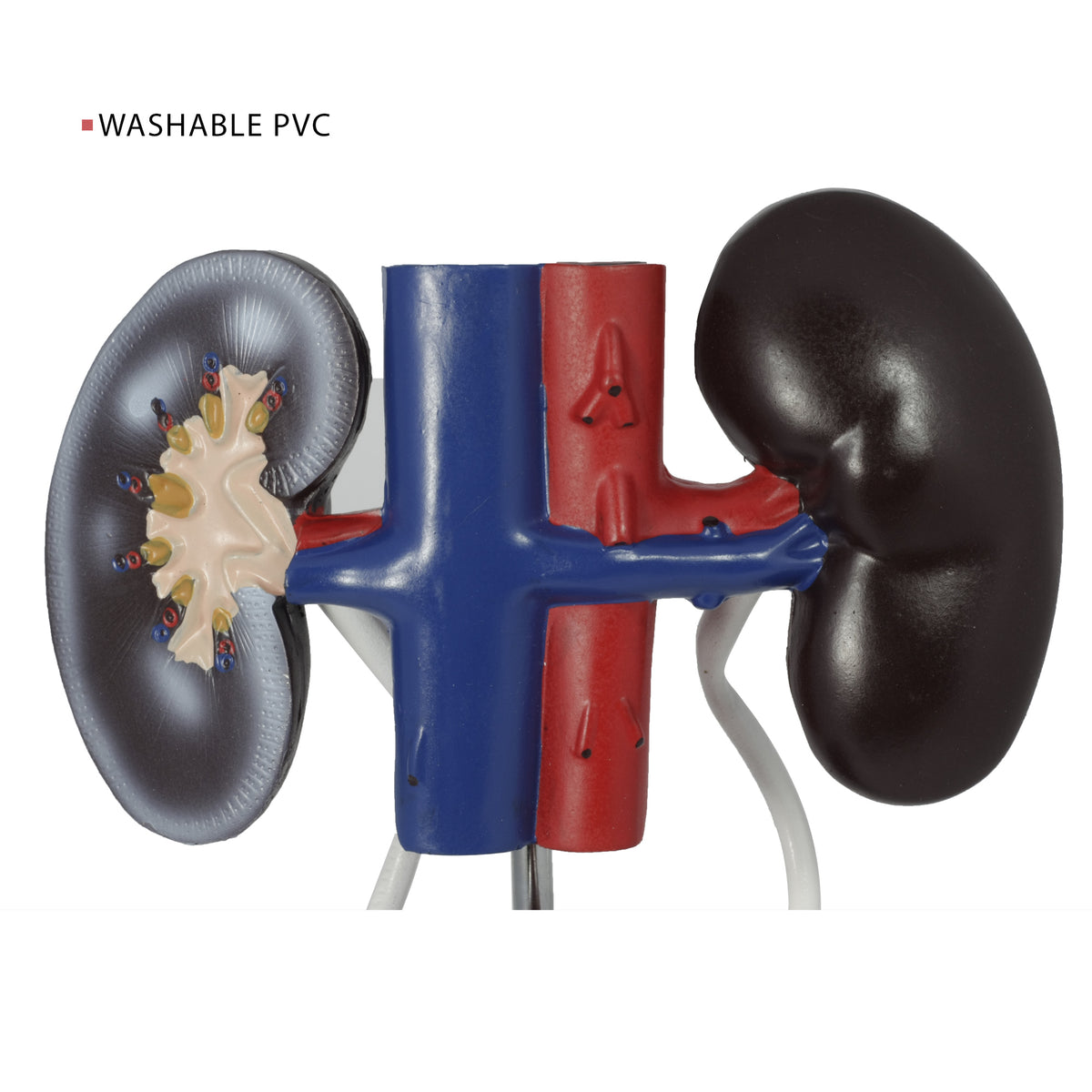 Male Urinary System Anatomy Model