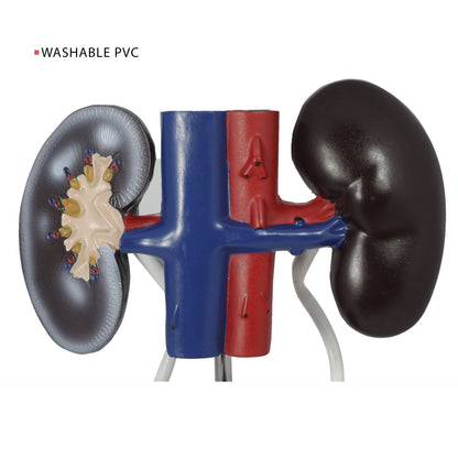 Male Urinary System Anatomy Model