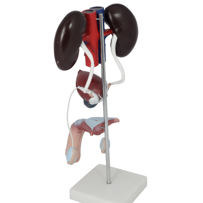 Male Urinary System Anatomy Model
