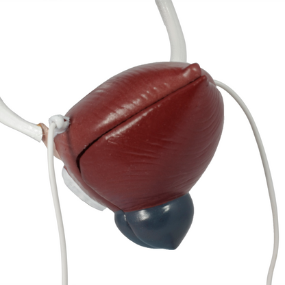 Male Urinary System Anatomy Model