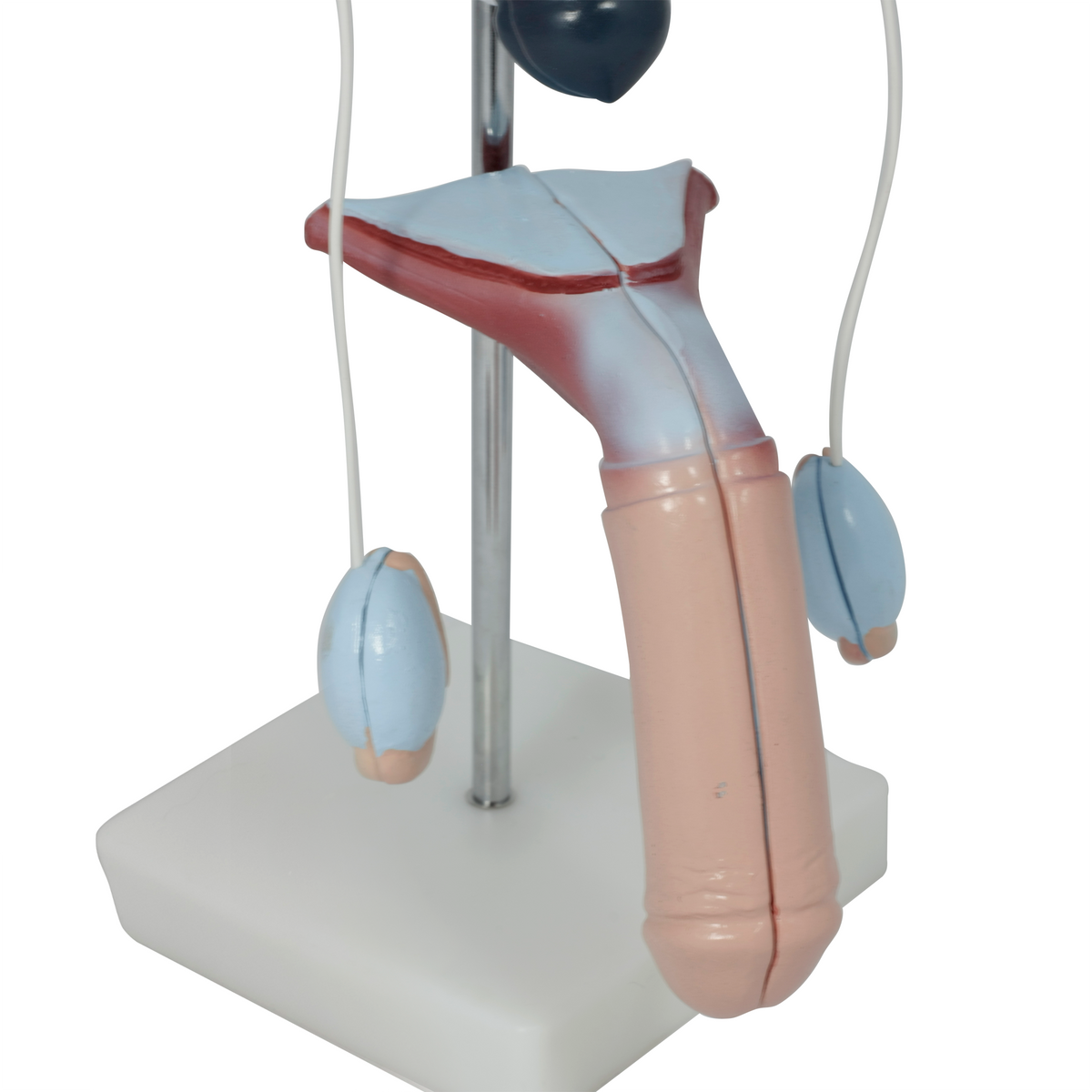 Male Urinary System Anatomy Model