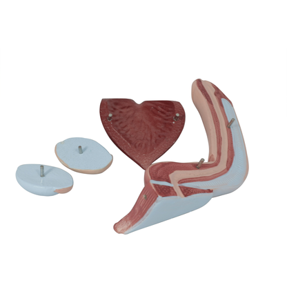 Male Urinary System Anatomy Model