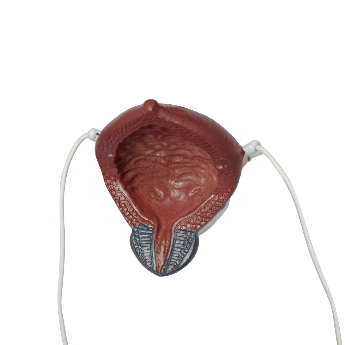 Male Urinary System Anatomy Model
