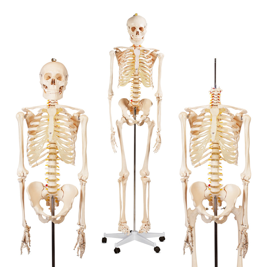 180cm Human Skeleton Model with Nerves for medical and anatomy education