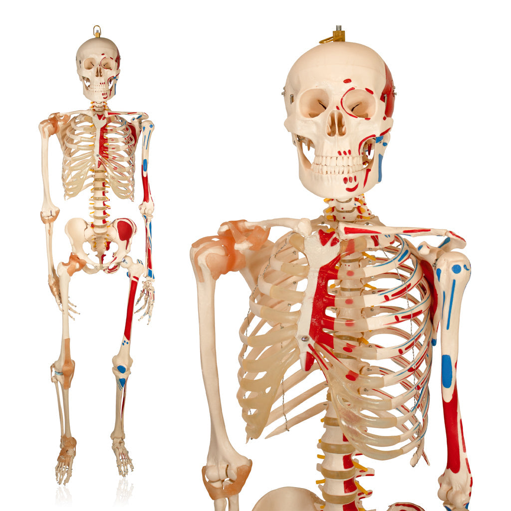 180cm Life-Size Skeleton with Muscles & Ligaments for medical and anatomy education