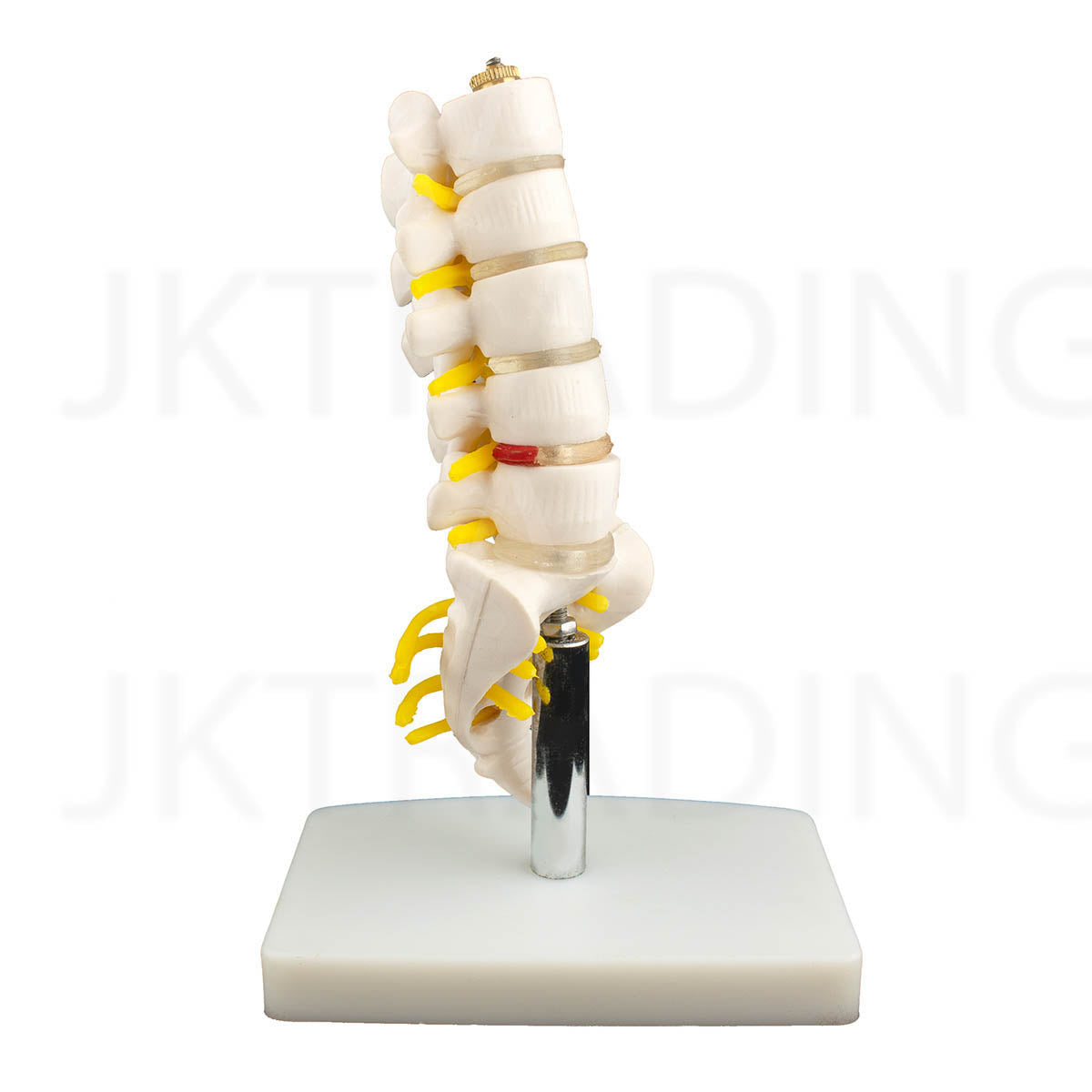 Mini Lumbar Spine Model with Sacrum for medical and anatomy education