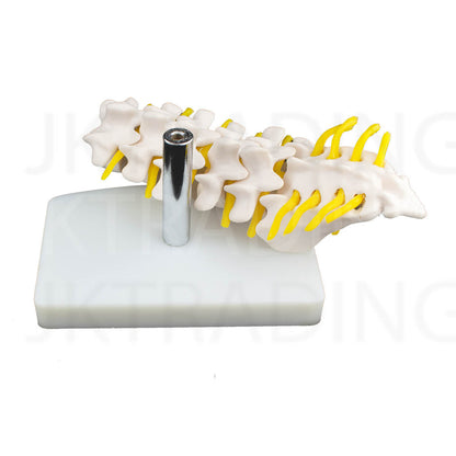 Mini Lumbar Spine Model with Sacrum for medical and anatomy education