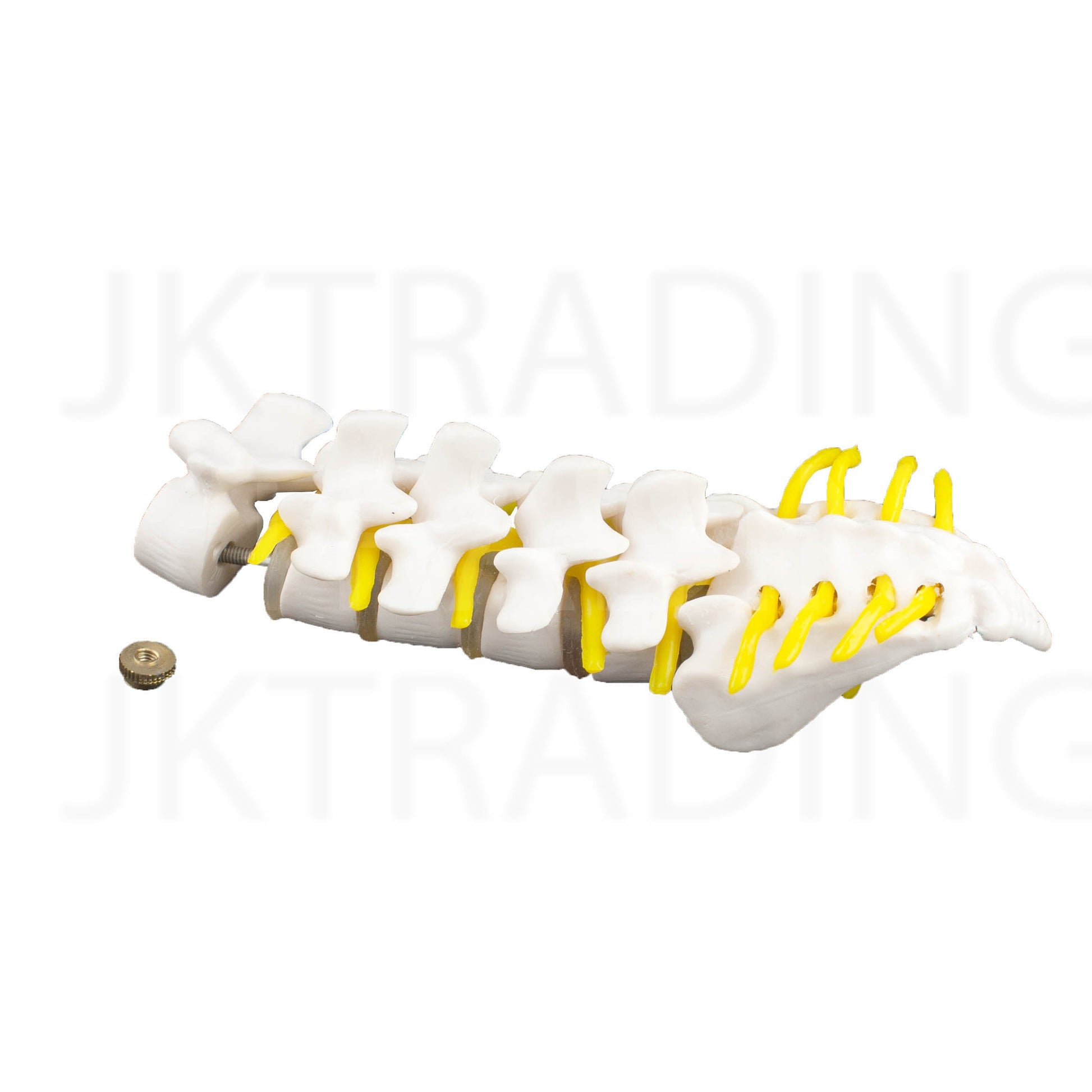 Mini Lumbar Spine Model with Sacrum for medical and anatomy education