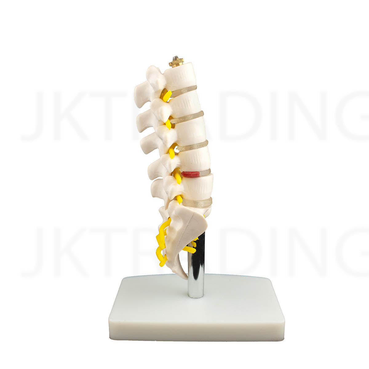 Mini Lumbar Spine Model with Sacrum for medical and anatomy education