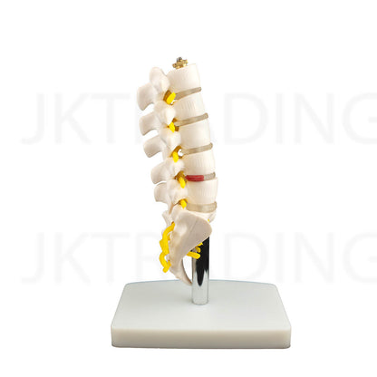 Mini Lumbar Spine Model with Sacrum for medical and anatomy education