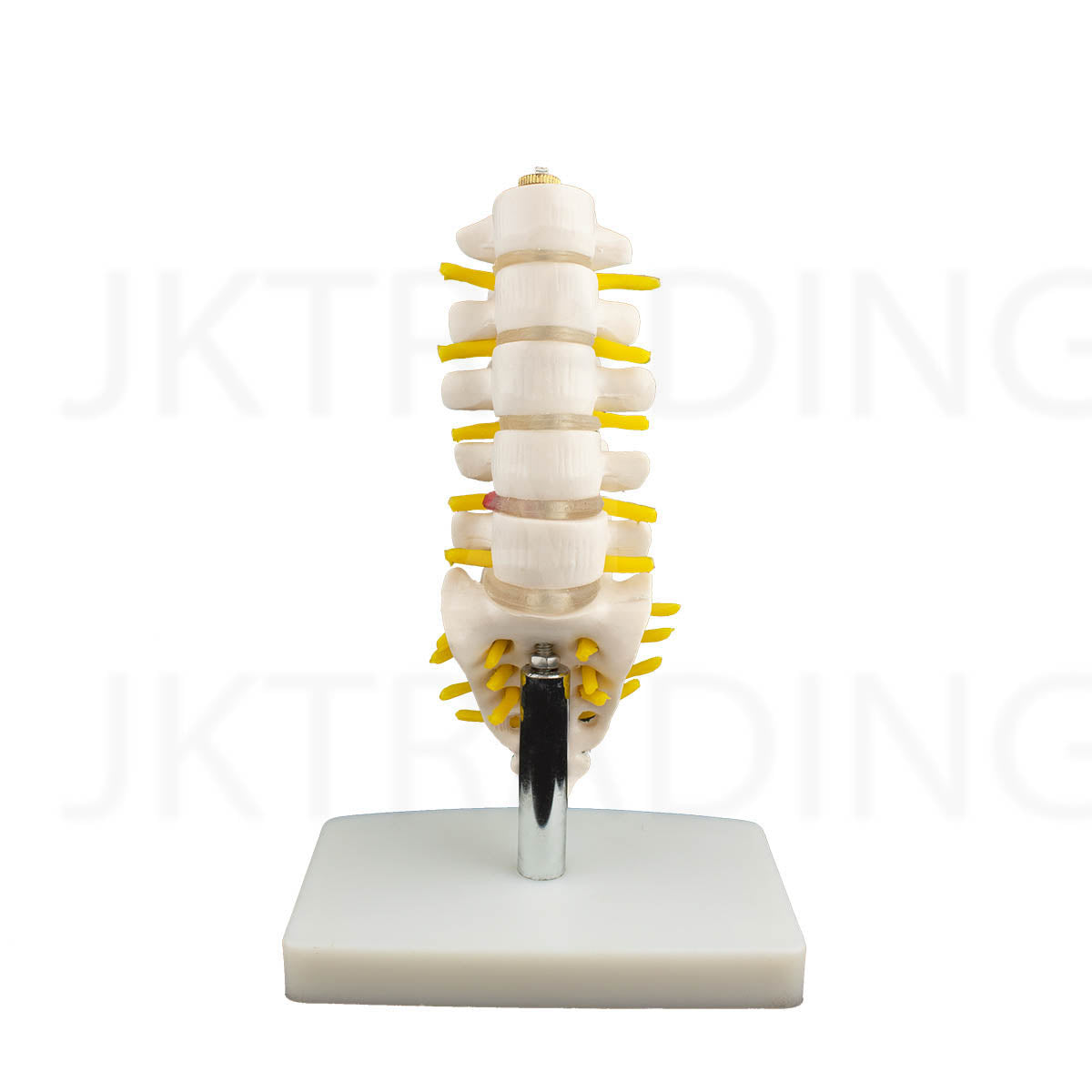 Mini Lumbar Spine Model with Sacrum for medical and anatomy education