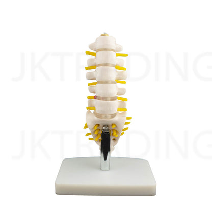 Mini Lumbar Spine Model with Sacrum for medical and anatomy education
