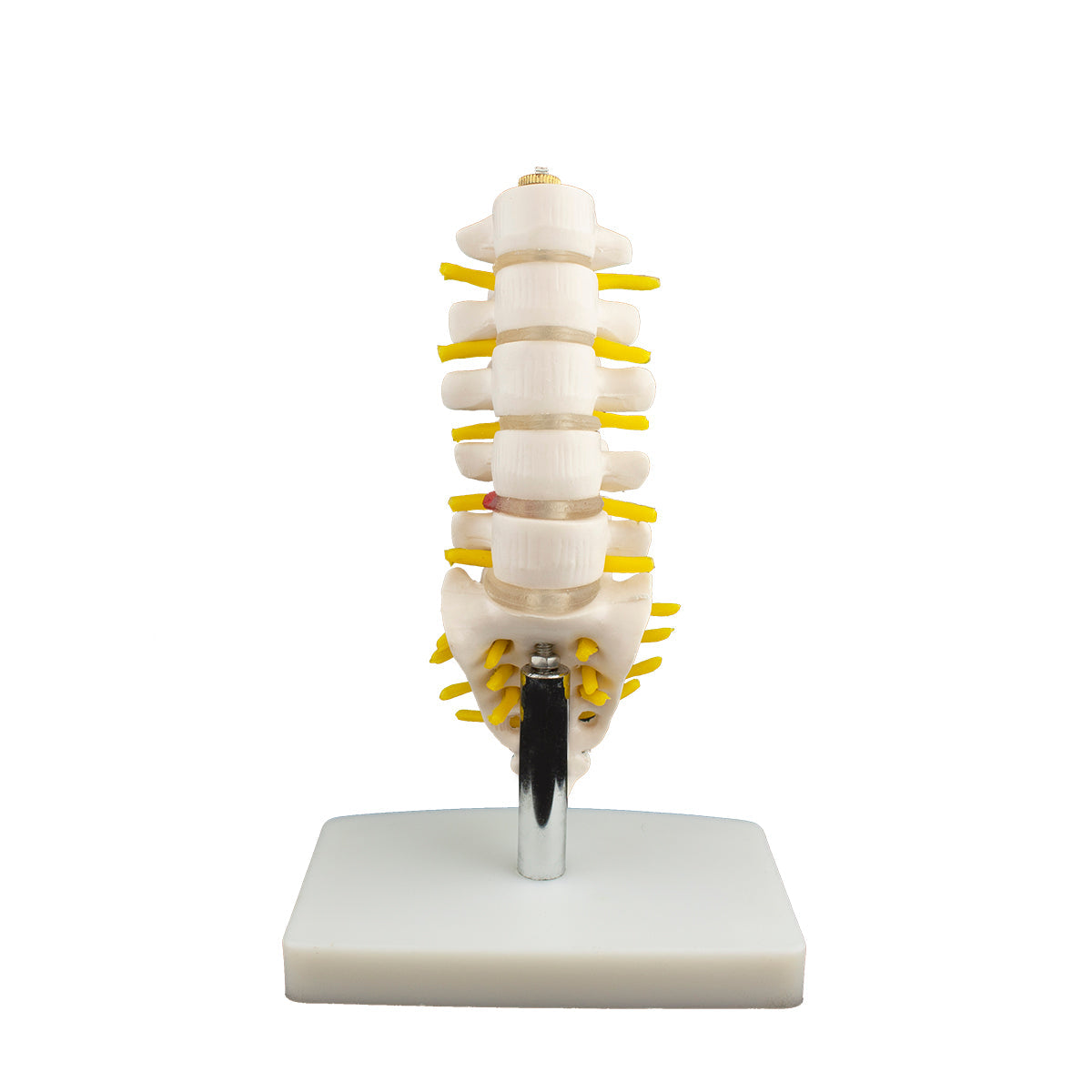 Mini Lumbar Spine Model with Sacrum for medical and anatomy education