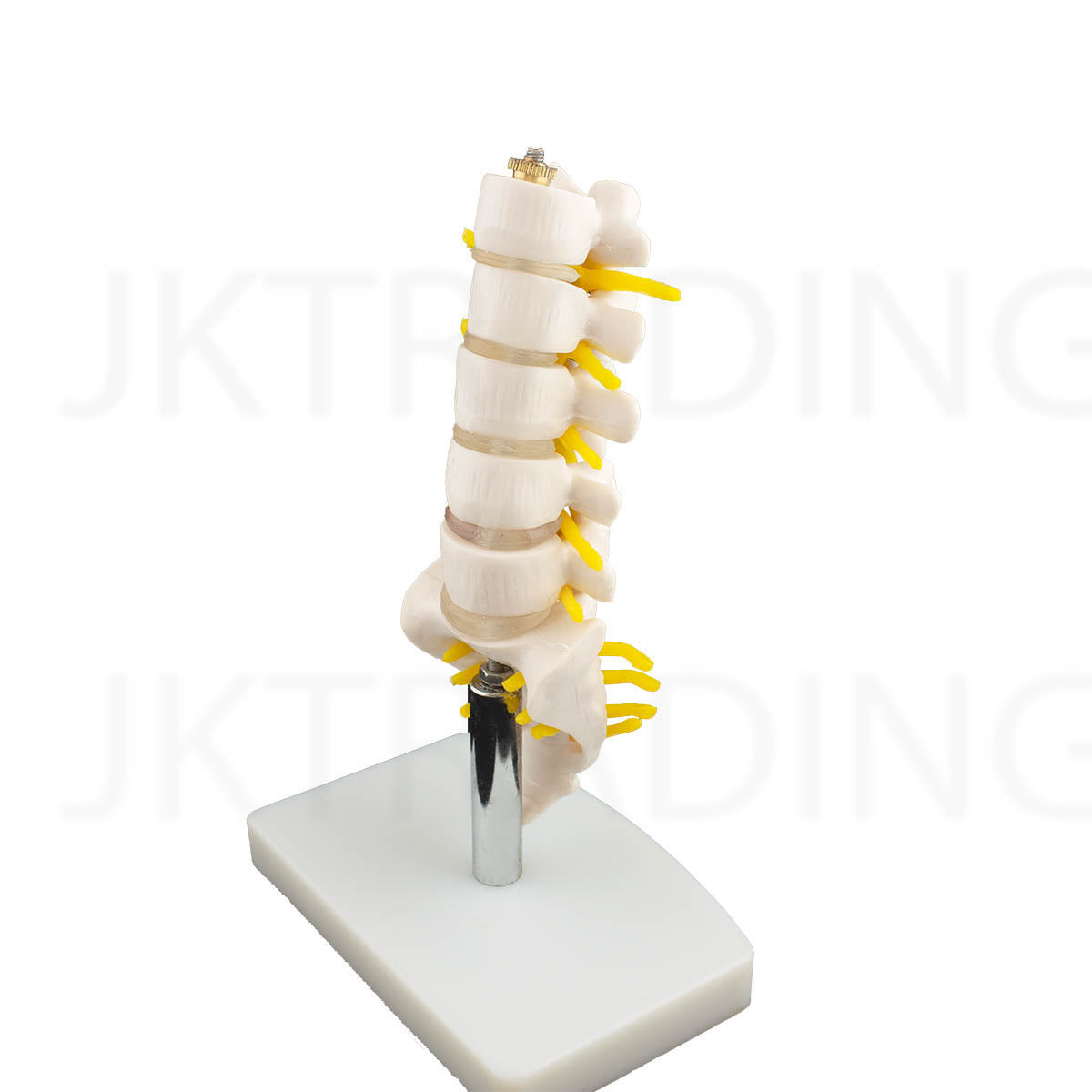 Mini Lumbar Spine Model with Sacrum for medical and anatomy education