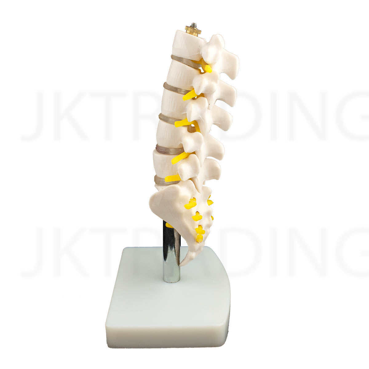 Mini Lumbar Spine Model with Sacrum for medical and anatomy education