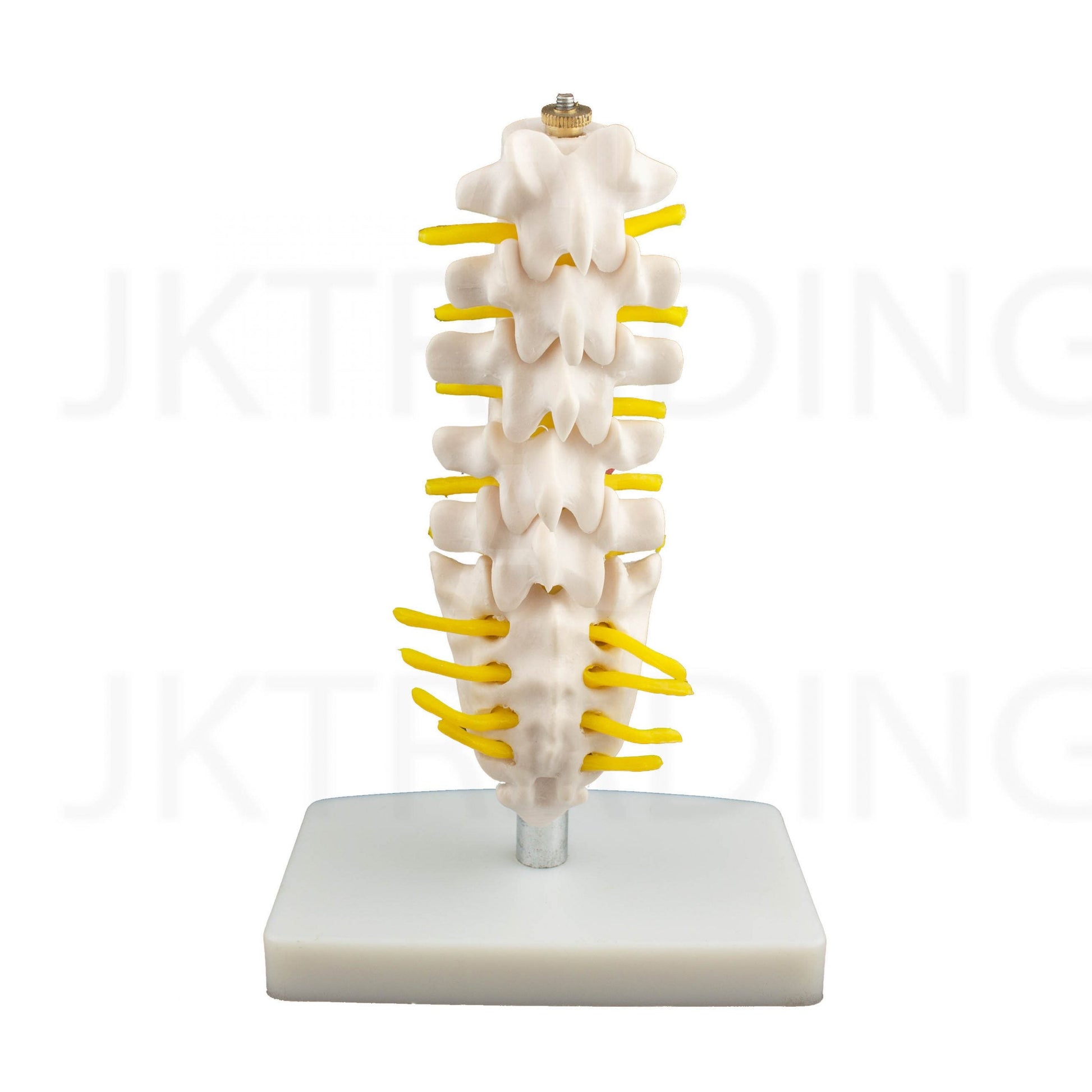 Mini Lumbar Spine Model with Sacrum for medical and anatomy education