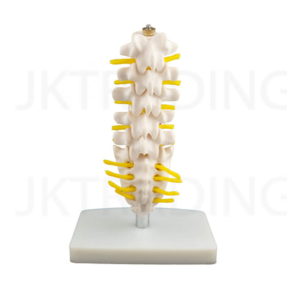Mini Lumbar Spine Model with Sacrum for medical and anatomy education