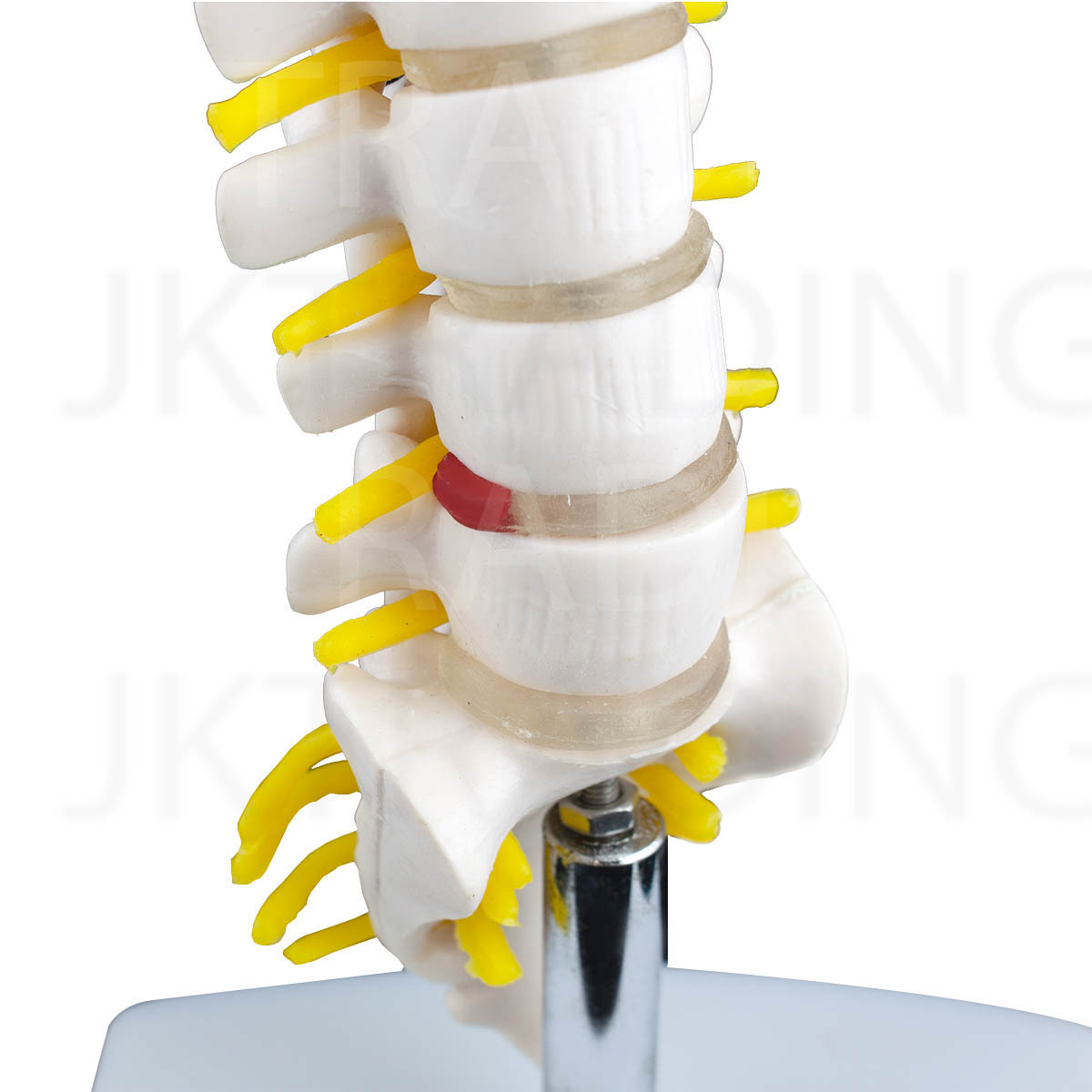 Mini Lumbar Spine Model with Sacrum for medical and anatomy education