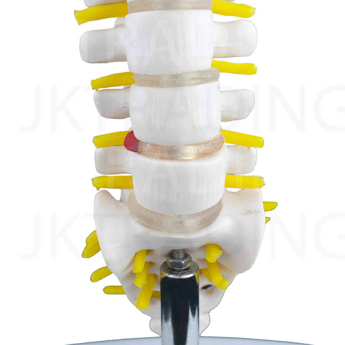 Mini Lumbar Spine Model with Sacrum for medical and anatomy education