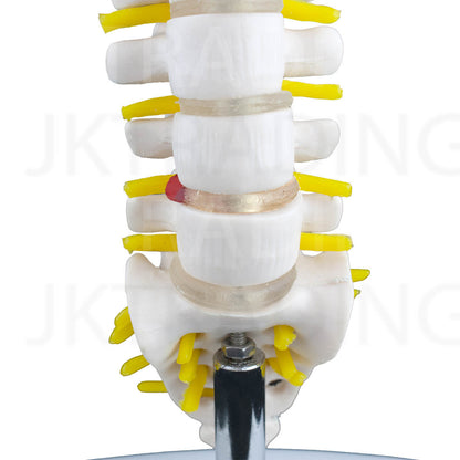 Mini Lumbar Spine Model with Sacrum for medical and anatomy education